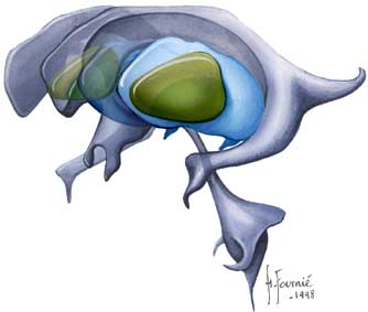 Le thalamus est situé en dedans du globus pallidus dont il est séparé par la capsule interne.