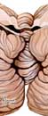 anatomie descriptive